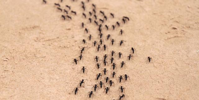 Dr. Pimple Popper Just Popped All The 'Ants' Out