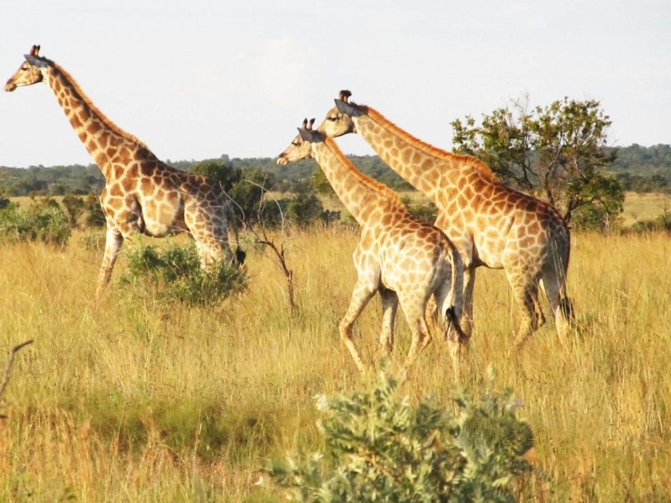 African giraffes are the tallest land animals in the world. [Photo provided by Whit Gibbons]