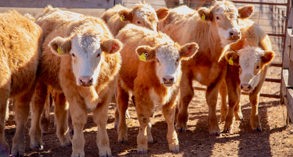 Young cattle in a pen.