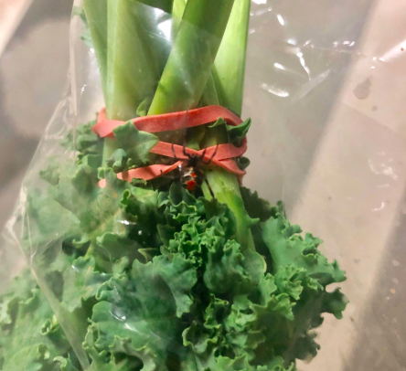 The redback spider inside the kale. Source: Supplied