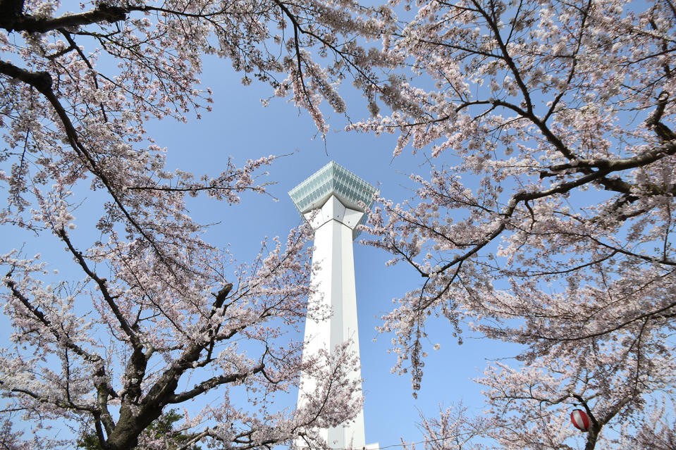 日本櫻花2024｜北海道賞櫻5大好去處！五稜郭公園粉紅五角星形城廓/心形絕景天狗櫻/7km櫻花大道+櫻花祭典