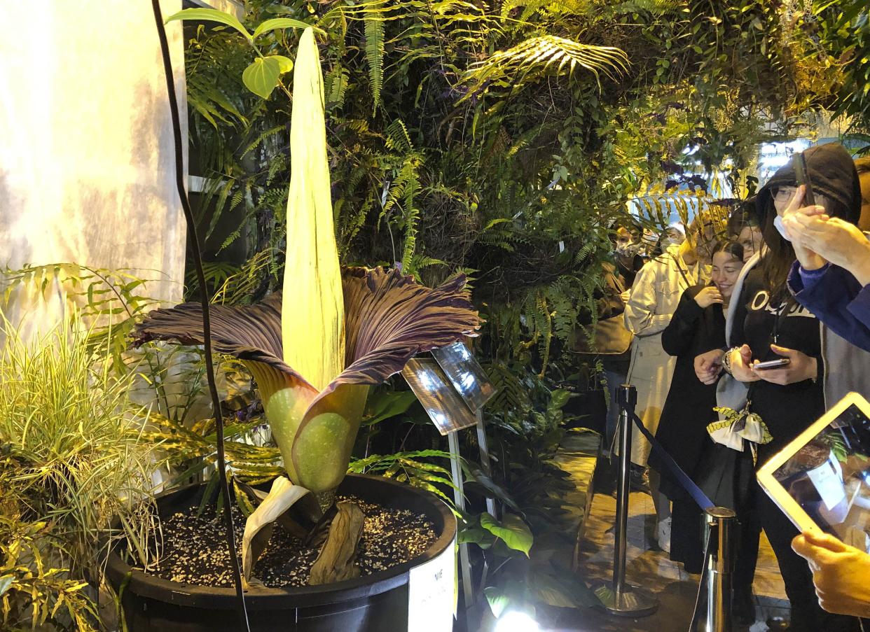 People come to see the rare blooming of the endangered Sumatran Titan at the Warsaw University Botanical Gardens.