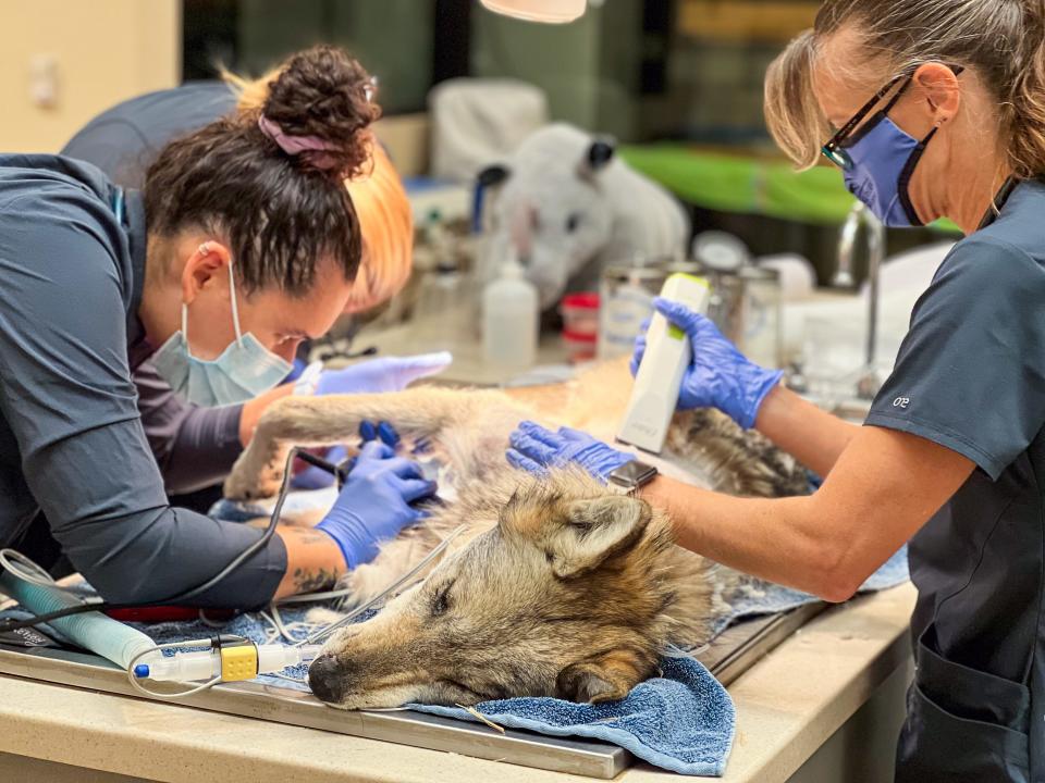 Professionals at the The Living Desert Zoo and Gardens in Palm Desert, CA, recently amputated a front leg on a Mexican wolf named Soleil Ellen, who injured the limb after landing awkwardly while jumping.