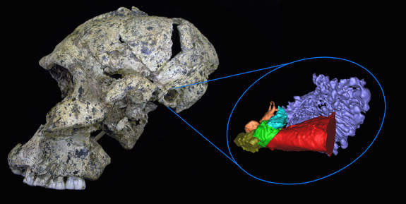 A side view showing the virtual reconstruction of the early hominin Paranthropus robustus skull and ear.