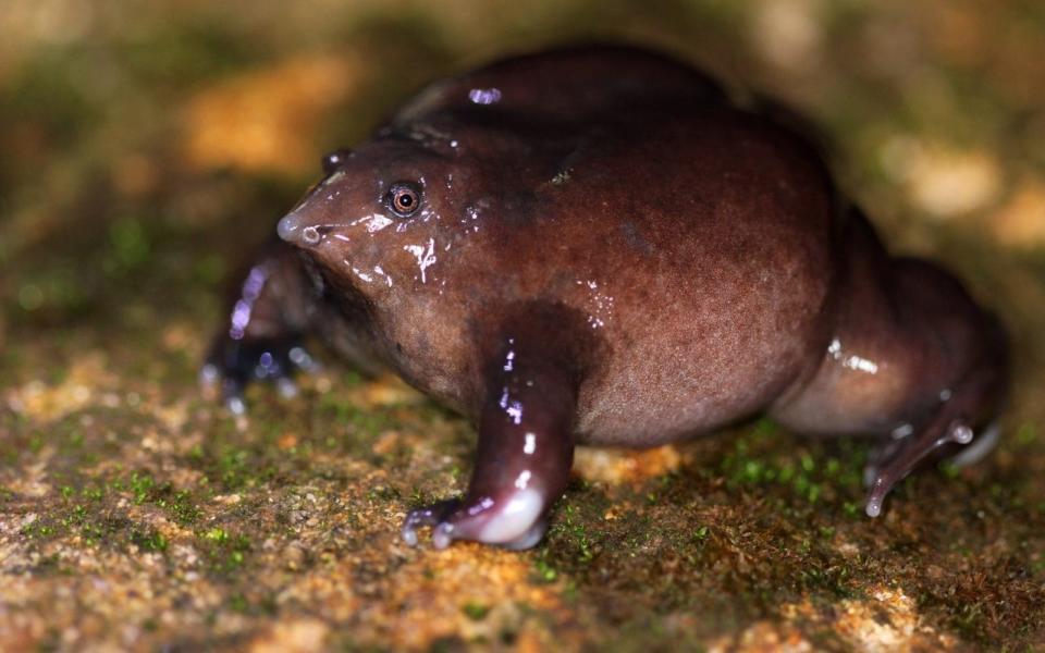 India's Western Ghats is home to hundreds of endangered species, including the purple frog - ZSL