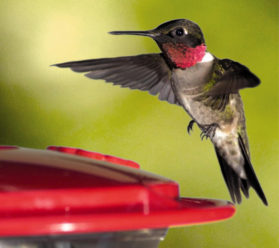 This image provided by Wild Birds Unlimited, Inc. shows a Ruby-throated Hummingbird. The smallest bird in the world weighs a tenth of an ounce, has a brain the size of a BB, wobbly legs and enemies like the praying mantis and bull frog. Even so, millions of humans will spend countless hours this spring and summer watching, feeding and worrying about the hummingbirds mating and nesting in their backyards. (AP Photo/Wild Birds Unlimited)