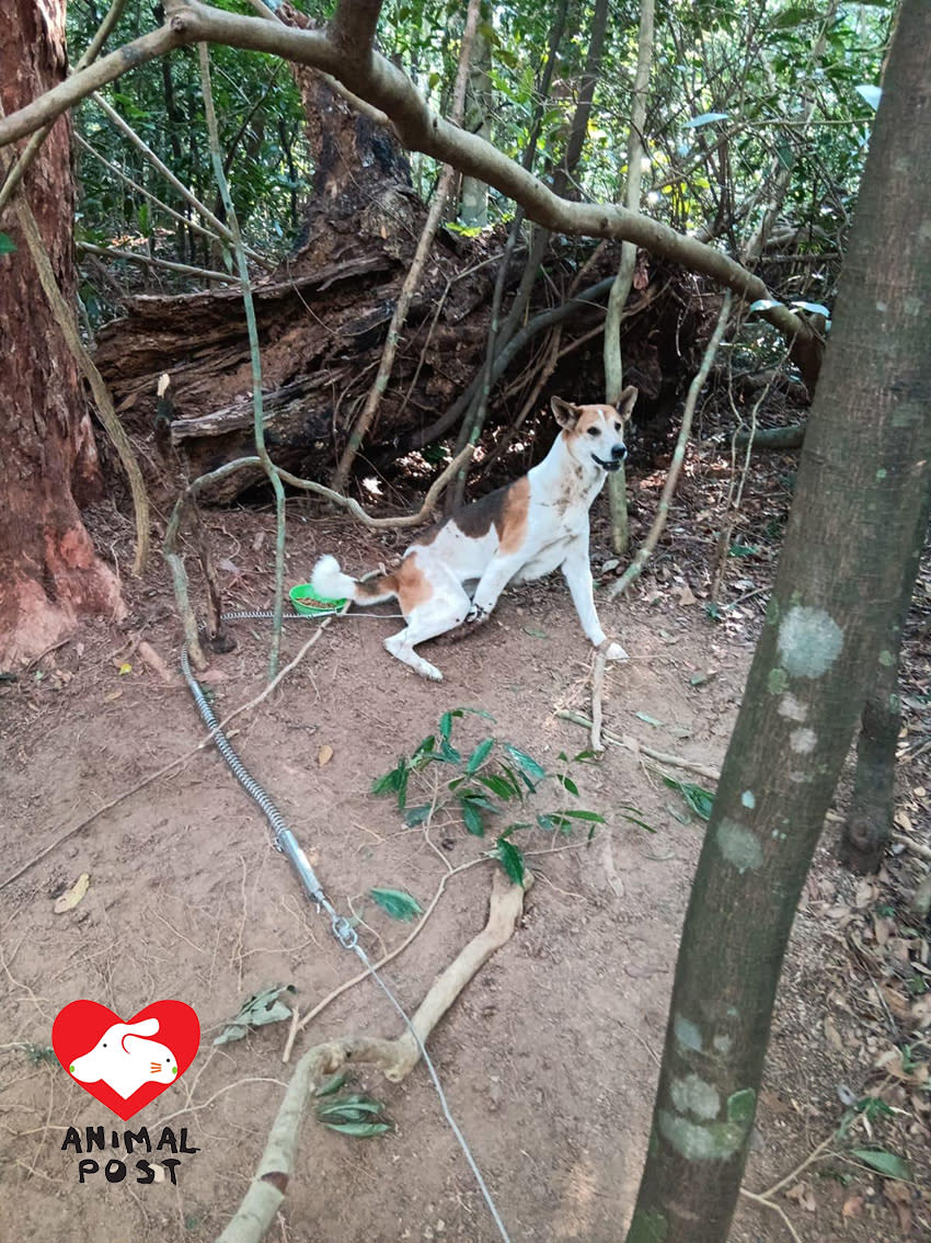 小蝶昨日被人發現於大埔山頭中了捕獸器。