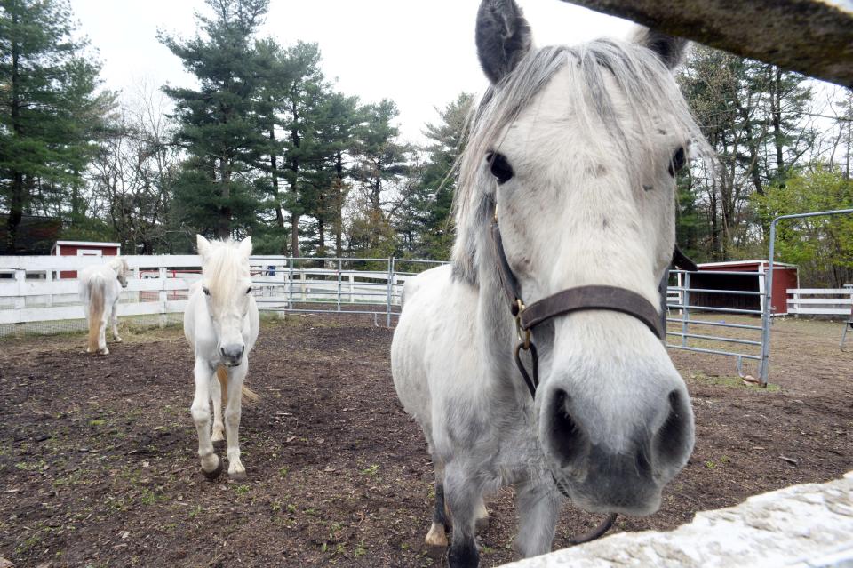 The Connemara ponies Kate a mare, right,  Lass a mare, center, and Owen a gelding inside a paddock at the Animal Rescue League of Boston on Tuesday, May 3, 2022 after they were rescued with  6 other Connemara ponies from a farm in Berkley. The animals will be looking for new homes soon, and Animal League Law Enforcement has filed animal cruelty charges against the former owner.