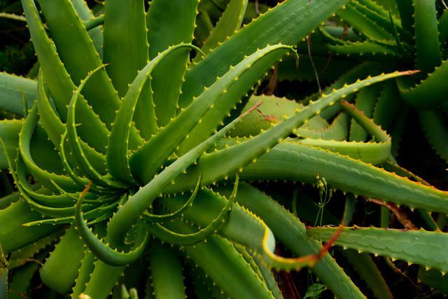 Sergi Escribano / Getty Images Aloe arborescens leaves