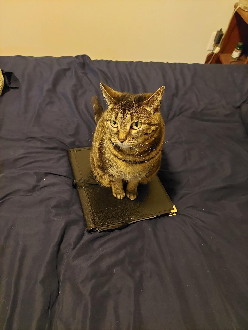 My delightful roommate Shuri helps me prepare for choir practice by sitting on my rehearsal folder. Shuri is exceedingly helpful.