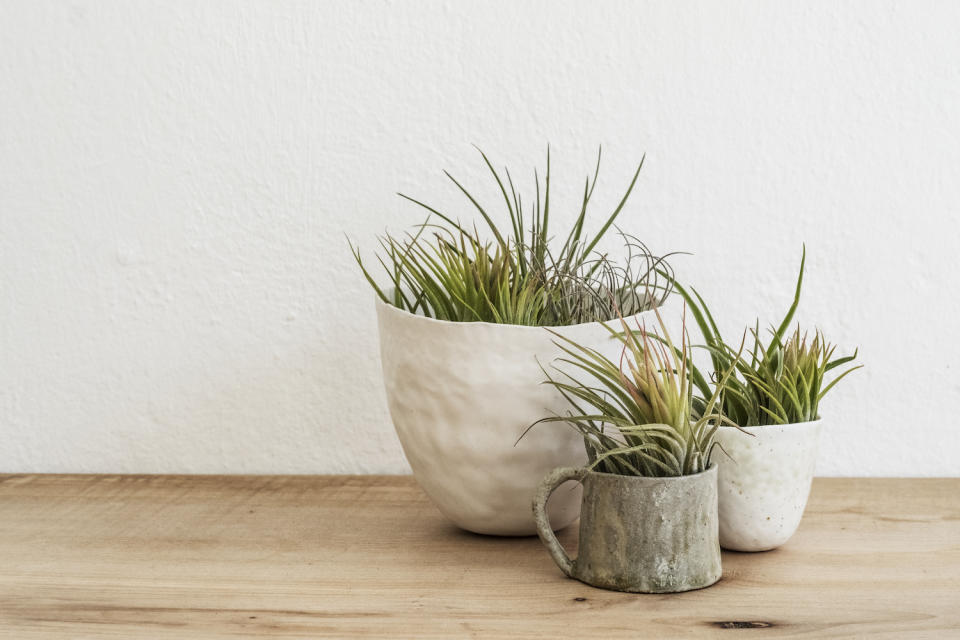 display of air plants (tillandsia)