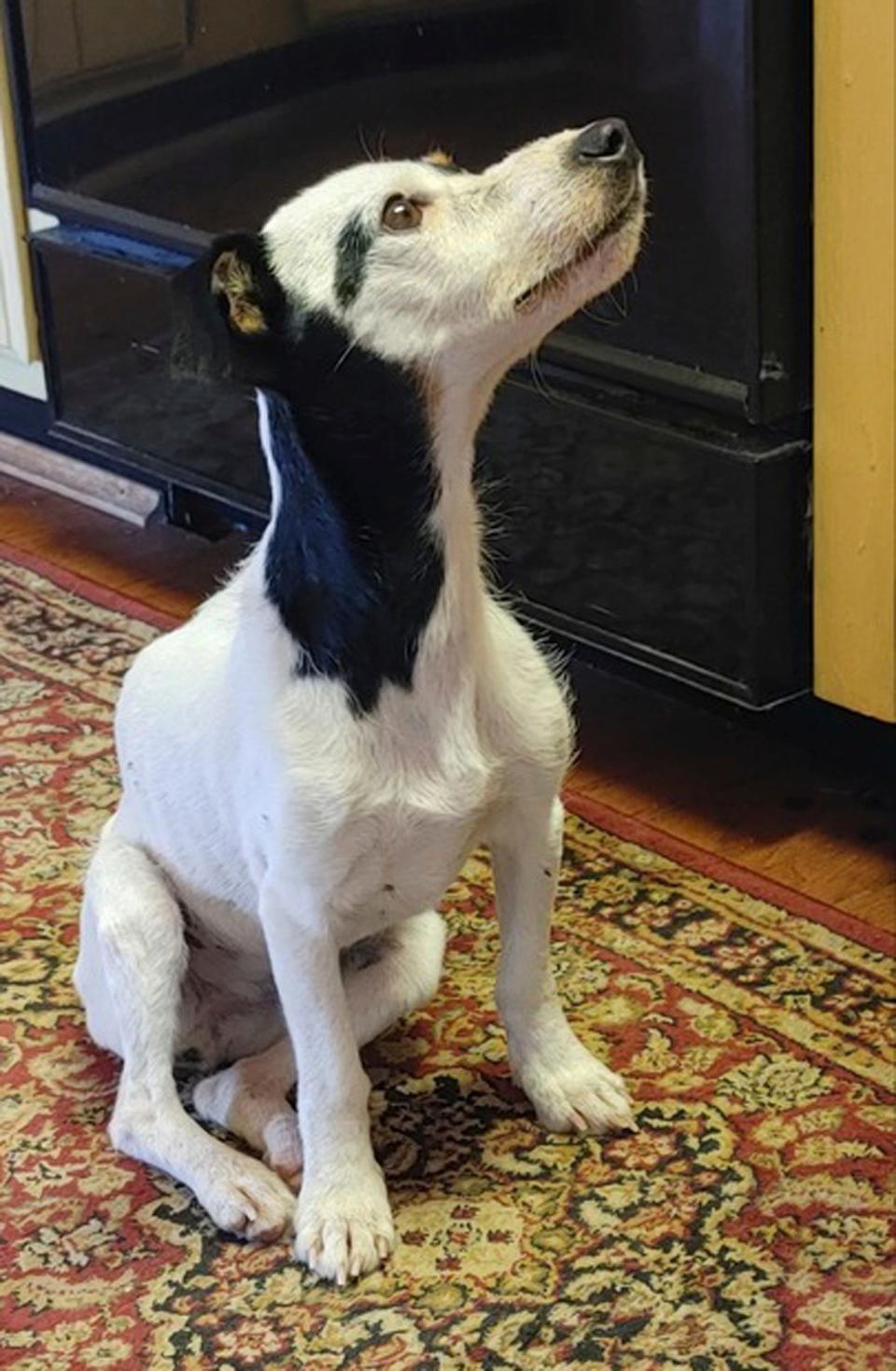 The body of a Colorado hiker, who had been missing for months, was found dead, but his loyal dog, Finney, who miraculously survived after losing half his body weight, stayed by his side. The Jack Russell terrier is now back with family recovering.
(Credit: AP)