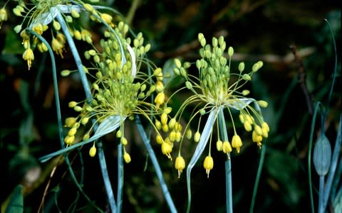 Allium flavum - Credit: © RHS