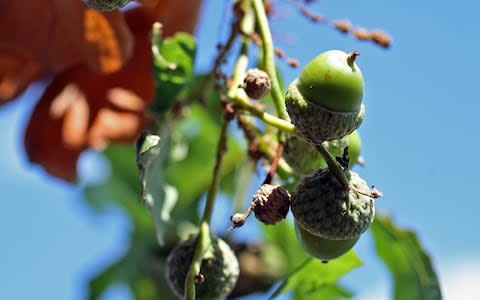 Oak trees begin to grow acorns mid-summer - Credit: Christopher Pledger&nbsp;