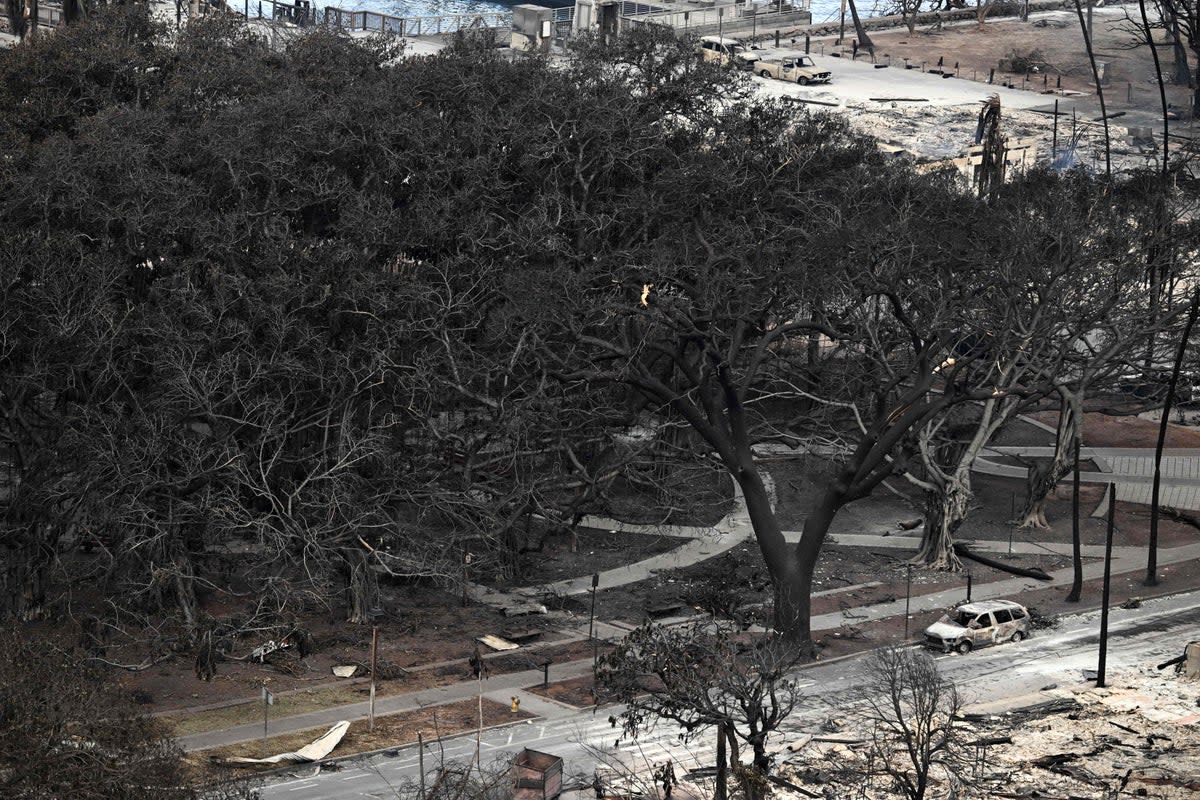 The scorched banyan tree (AFP via Getty Images)