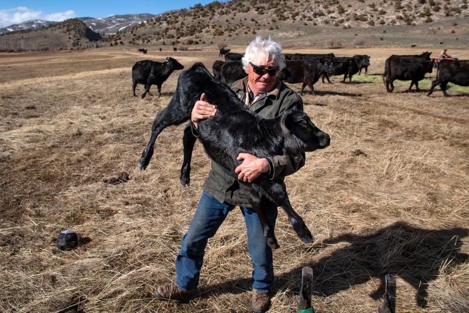 Don Gittleson lifts a newborn calf onto a scale at the Gittleson Angus ranch northeast of Walden on April 20.