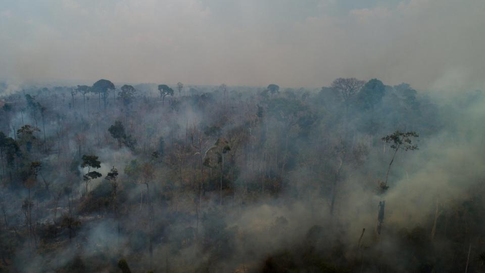 Die meisten Brände im brasilianischen Regenwald werden Experten zufolge gelegt, um Flächen für Landwirtschaft und Viehzucht bereitzustellen (Bild: dpa)