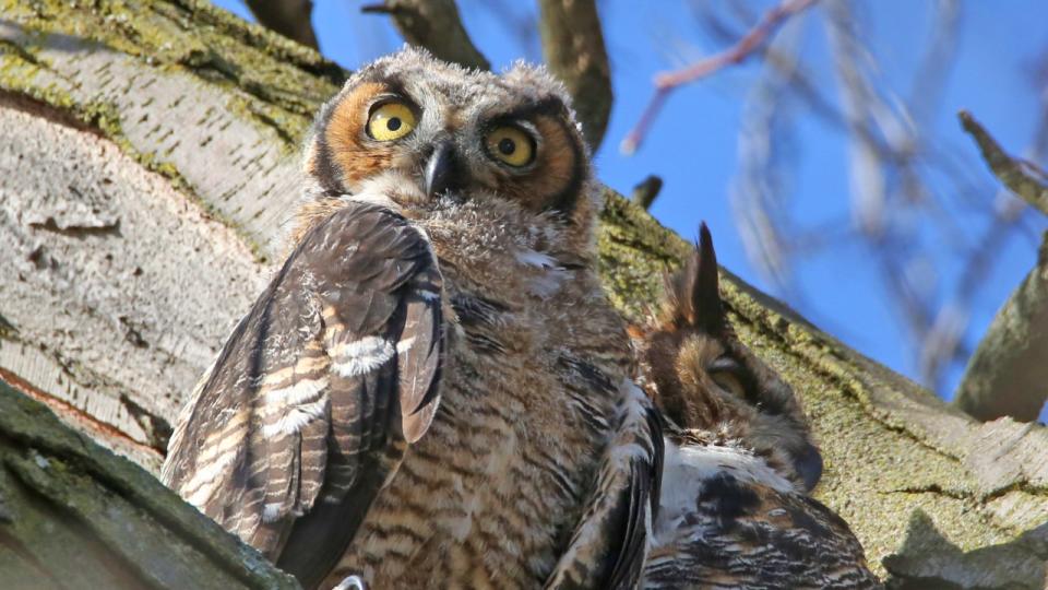 <div>A juvenile great horned owl, left, sits next to its mother in a tree near North Pond in Lincoln Park on April 14, 2024. (Robert Loerzel/Chicago Tribune/Tribune News Service via Getty Images)</div>