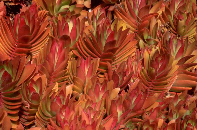 <p>Chris Hellier / Getty Images</p> Beautiful flame-red succulent, Crassula