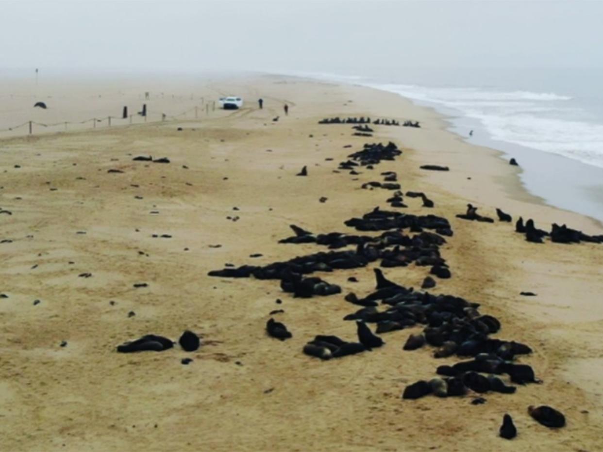  (Ocean Conservation Namibia)