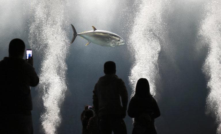 Man In Japan Has 3m-Long Aquarium In His House That He Swims In — Yes, With  His Fish - 8days