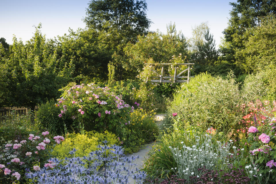 3. Use roses to bring color to informal mixed borders