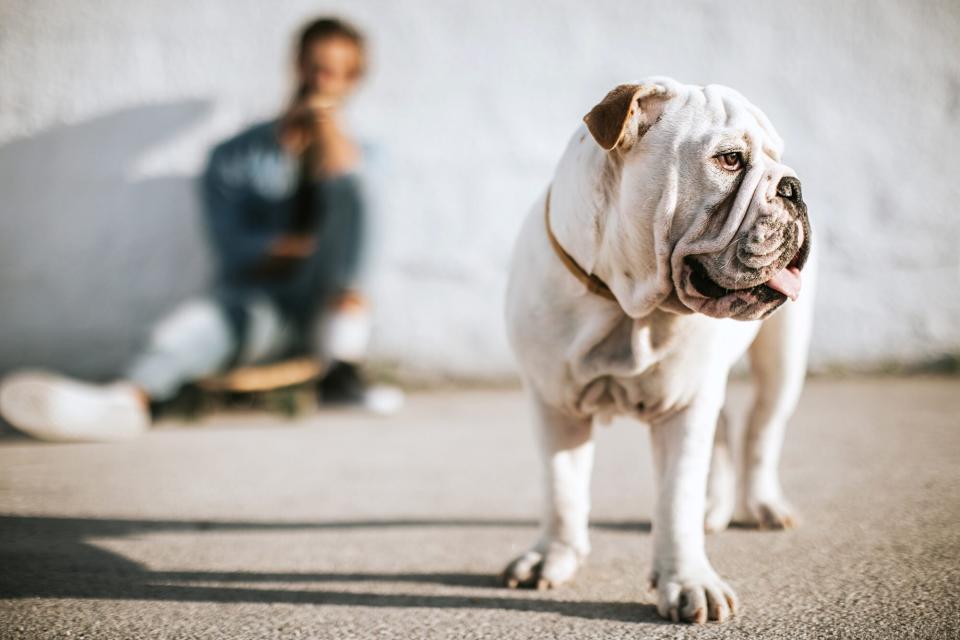 English bulldog standing on pavement with his owner in the background