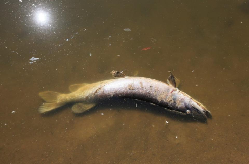 A dead fish in the Oder River in Cigacice village, western Poland (EPA)