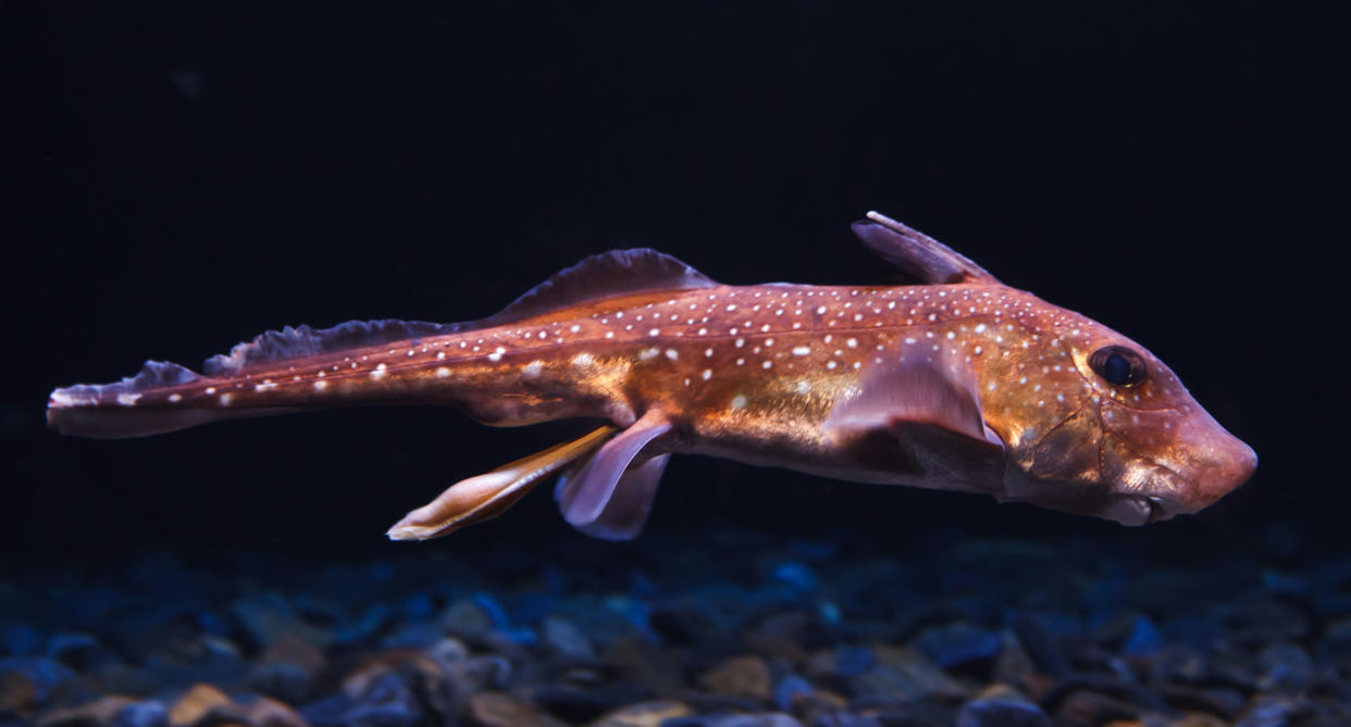 Spotted ratfish (Hydrolagus colliei) underwater 