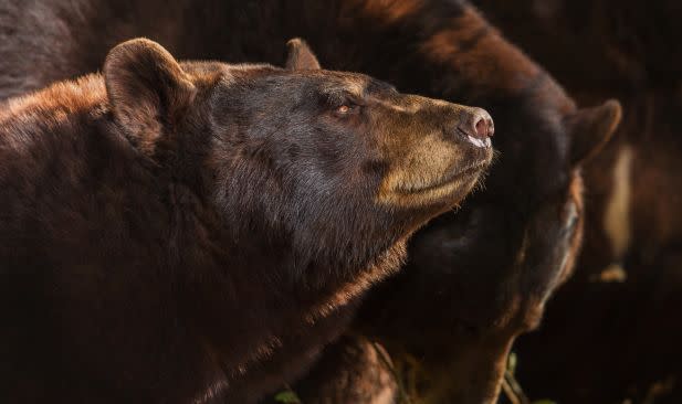 Josie the bear was one of the animals euthanized, according to the sanctuary.