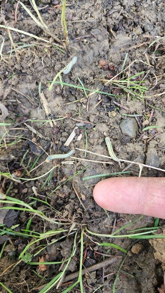 Several armyworms crawl across the soil.