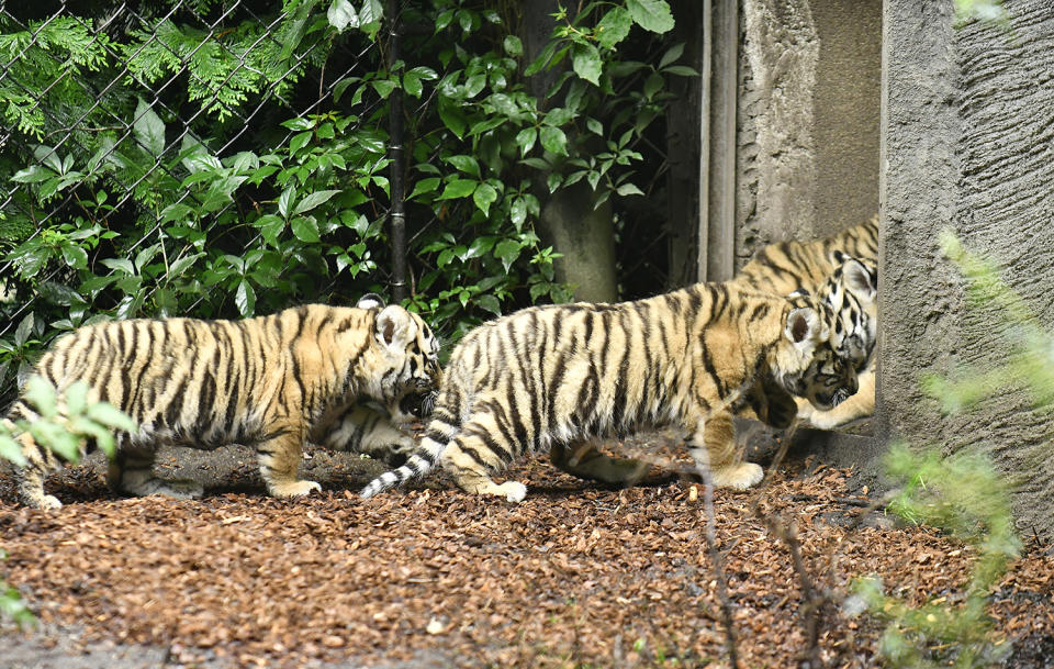 <p>Seven week old newborn Amur (Siberian) tiger cubs play with their mother Maruschka in their enclosure at Tierpark Hagenbeck on August 3, 2017 in Hamburg, Germany. (Photo: Christian Augustin/Getty Images) </p>