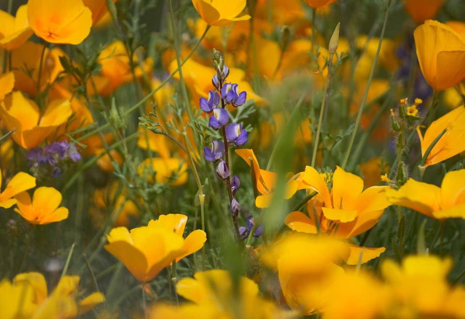 Arizona's Picacho Peak State Park in Pinal County, where a seasonal superbloom has filled the landscape with wildflowers, on March 10, 2023.
