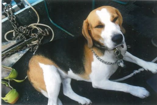 Nine-year-old beagle Millie lays next to chains in a photo taken before she went missing in Blind Bight.