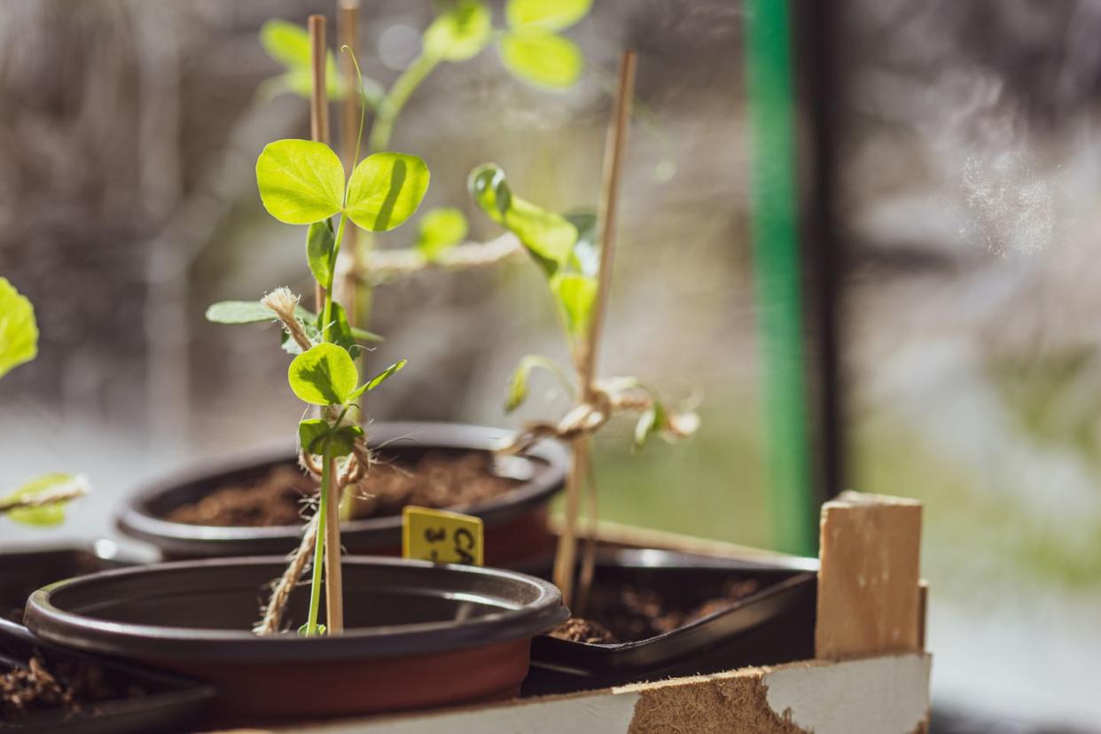 container gardening vegetables peas