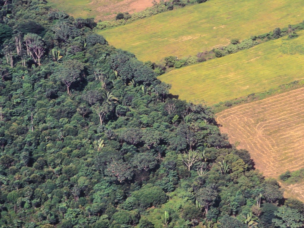 Soya farm field besides the original forest of the Amazon in Brazil (Getty)