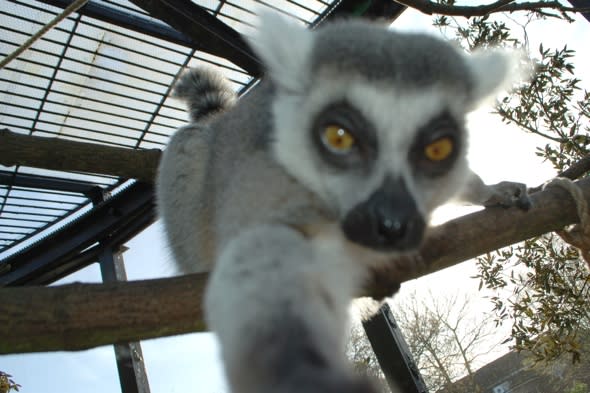 lemur-selfie-london-zoo