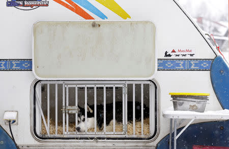 A dog looks out of his cage before the Sedivackuv Long dog sled race in Destne v Orlickych horach, Czech Republic, January 25, 2019. REUTERS/David W Cerny