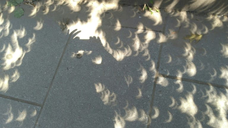 The eclipse, cast through tree leaves on a sidewalk in downtown Washington