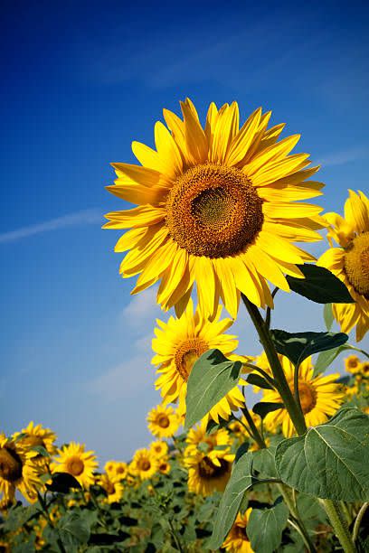 field of sunflowers under blue sky