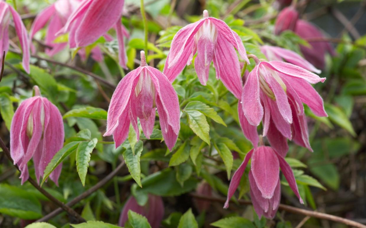 The spring-flowering species hails from northern China, eastern Mongolia and eastern Siberia