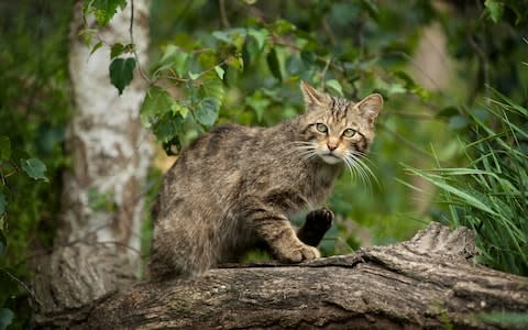 Wildcat in Scotland