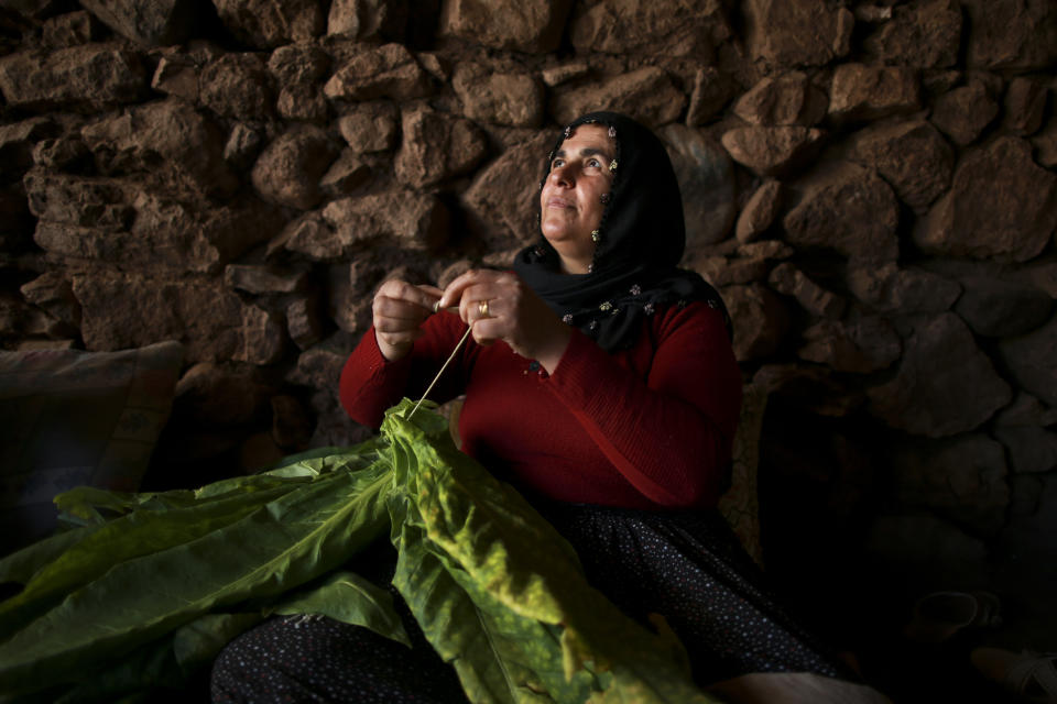 Safiye Dogan threads harvested tobacco leaves into a skewer in Gokcay village, Adiyaman province, southeast Turkey, Wednesday, Sept. 28, 2022. Official data released Monday Oct. 3, 2022 shows consumer prices rise 83.45% from a year earlier, further hitting households already facing high energy, food and housing costs. Experts say the real rate of inflation is much higher than official statistics, at an eye-watering 186%. (AP Photo/Emrah Gurel)