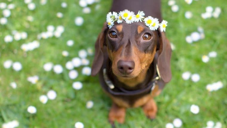 Dachshund: Fun Facts