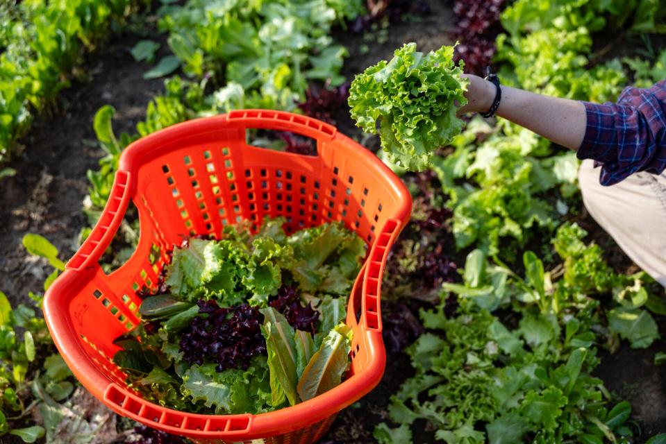 Grace O'Neil deja caer lechuga en una canasta de plástico que se lavará y empacará para una mayor inspección, limpieza y luego empaquetarla a pedido para restaurantes y tiendas de comestibles el 12 de septiembre en Three Creeks Farm and Forest en Ashland. De los 15 acres de tierra rica en suelo del fondo del río, cuatro están dedicados al diseño de un huerto.