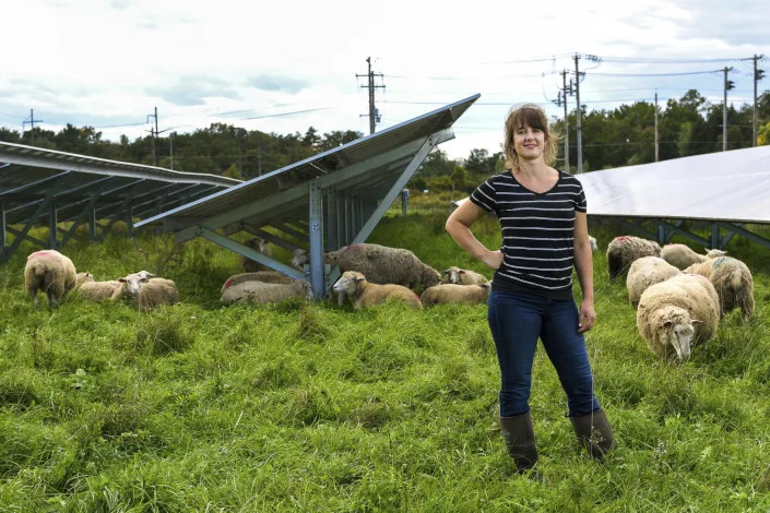 Cornell University researcher Niko Kochendoerfer stands among sheep grazing at a solar farm at Cornell University in Ithaca, N.Y., Friday, Sept. 24, 2021. Kochendoerfer says initial data from her three-year study shows light grazing produces abundant bees and wildflowers, while keeping plants from shading panels. Some rare bee species are turning up. (AP Photo/Heather Ainsworth)