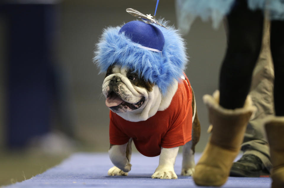 Capone Sabotage, owned by Brad Knudson, of Center Point, Iowa, walks across stage during the 34th annual Drake Relays Beautiful Bulldog Contest, Monday, April 22, 2013, in Des Moines, Iowa. The pageant kicks off the Drake Relays festivities at Drake University where a bulldog is the mascot. (AP Photo/Charlie Neibergall)