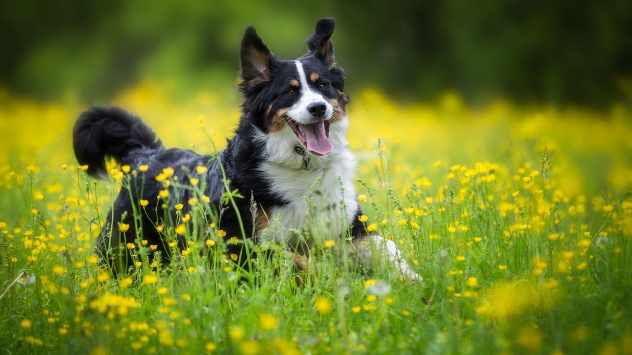 medium dog breeds