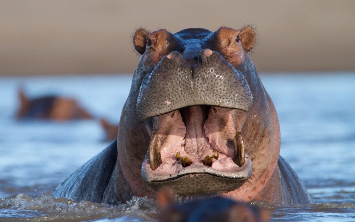 A large adult hippo in Luangwa National Park in Zambia - Roy Toft/National Geographic Creative