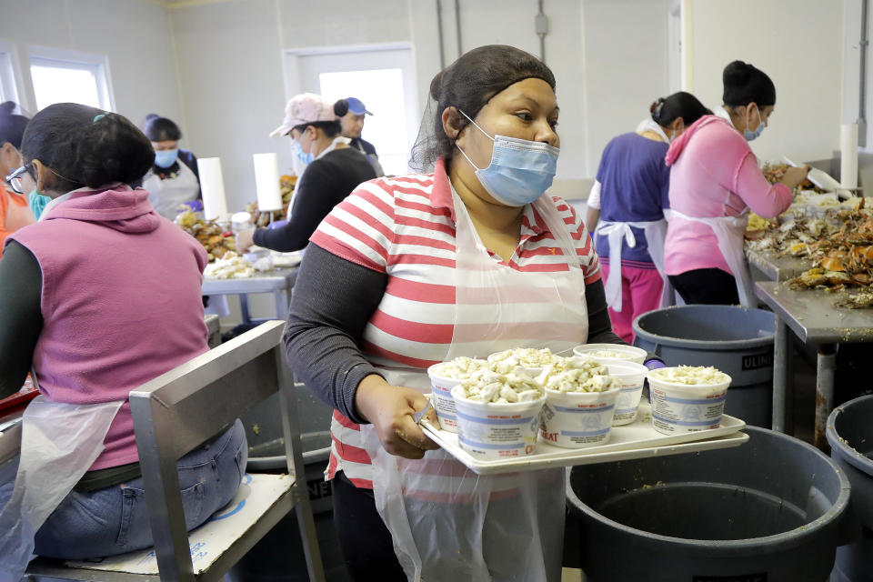 Evelia García Neria, una trabajadora migrante de Hidalgo, México, entrega carne de cangrejo que recogió en una estación de empaque en Fishing Creek, Maryland, el jueves 14 de mayo de 2020. Trabajadores temporales mexicanos y centroamericanos están trabajando en Estados Unidos en los campos, recogiendo cangrejos o cortando el césped, entre muchos otros trabajos, en medio de la pandemia de COVID-19. (AP Foto/Julio Cortez)